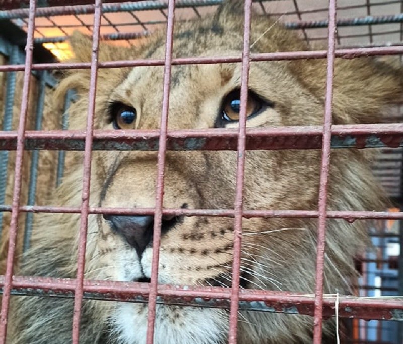 Zwierzęta z ZOO w Kijowie mają wkrótce trafić do poznańskiego ogrodu 