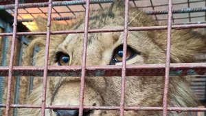 Lwy i tygrysy z kijowskiego ZOO jadą do Poznania. Dyrektorka pisze emocjonalnie