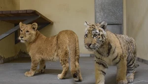 Lwy, tygrysy i karakale z Ukrainy dotarły do zoo w Poznaniu
