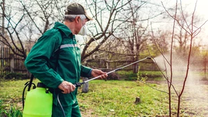 Zrób to w lutym w ogrodzie. Wyeliminujesz szkodniki, zanim rozpoczną aktywność 