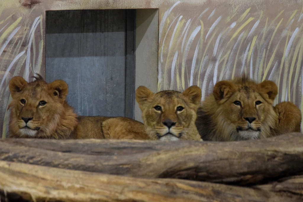 Lwy z azylu pod Kijowem trafiły do zoo w Poznaniu. Placówki we Wrocławiu i Łodzi przekazują wsparcie finansowe i materialne ogrodom na Ukrainie. Lwy z azylu pod Kijowem trafiły do zoo w Poznaniu. Placówki we Wrocławiu i Łodzi przekazują wsparcie finansowe i materialne ogrodom na Ukrainie.