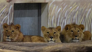Wrocławskie zoo przekazało 100 tys. zł na pomoc ukraińskim ogrodom zoologicznym. Łódzkie informuje o niezwykłej darowiźnie