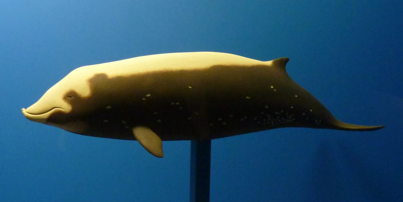 Zyfia gęsiogłowa. To zwierzę, które może zejść na głębokość niemal trzech kilometrów. Jak to robi? Nie wiadomo Zyfia gęsiogłowa. To zwierzę, które może zejść na głębokość niemal trzech kilometrów. Jak to robi? Nie wiadomo