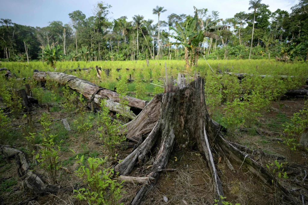 Pole kakao na terenie wyciętego lasu tropikalnego w Kolumbii. 