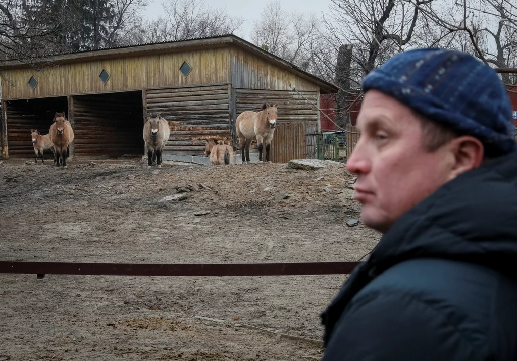 W kijowskim zoo przebywają m.in. konie Przewalskiego