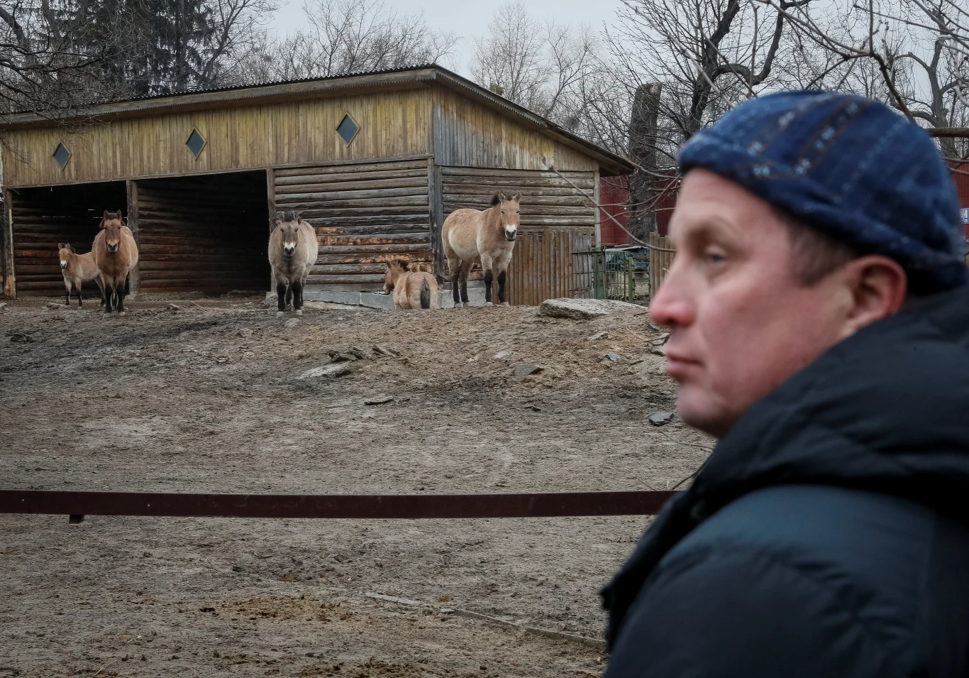 W kijowskim zoo przebywają m.in. konie Przewalskiego W kijowskim zoo przebywają m.in. konie Przewalskiego