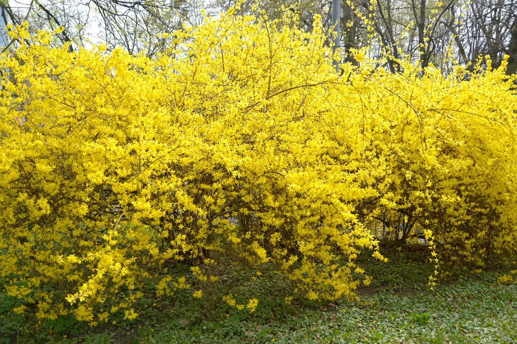 Soczysta żółć kwiatów to znak rozpoznawczy kwitnącej forsycji