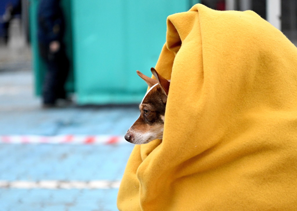 Uchodźcy z Ukrainy nie zostawiają swoich psów i kotów. Pupile podróżują razem z nimi, często nawet po kilka dni