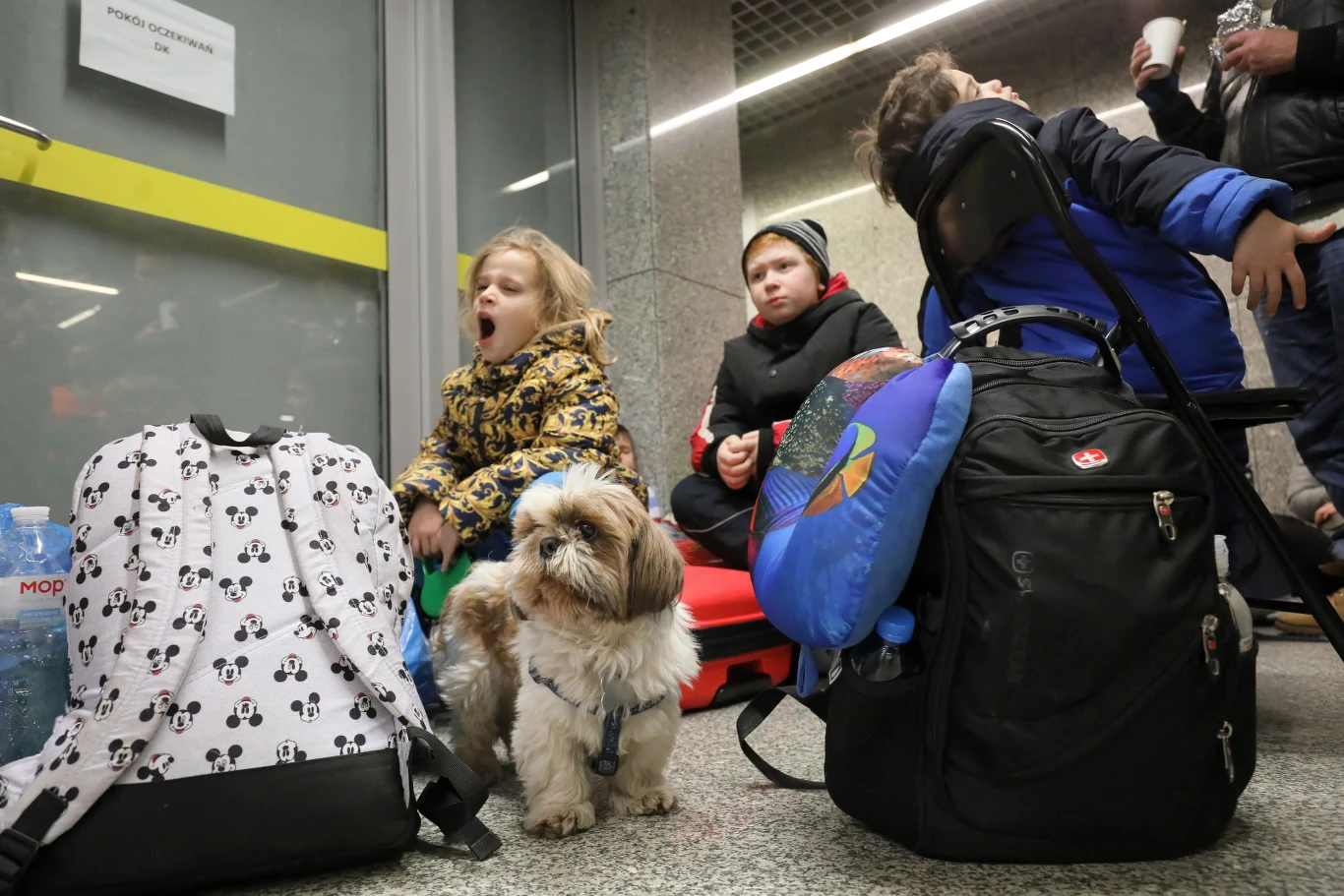Rodziny z psami to częsty widok w miejscach, gdzie przyjmowani są uchodźcy z Ukrainy