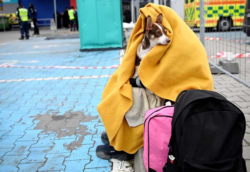 Otulony kocem uchodźca z Ukrainy i jego pies w sąsiedztwie centrum pomocy humanitarnej przy ulicy Lwowskiej w Przemyślu