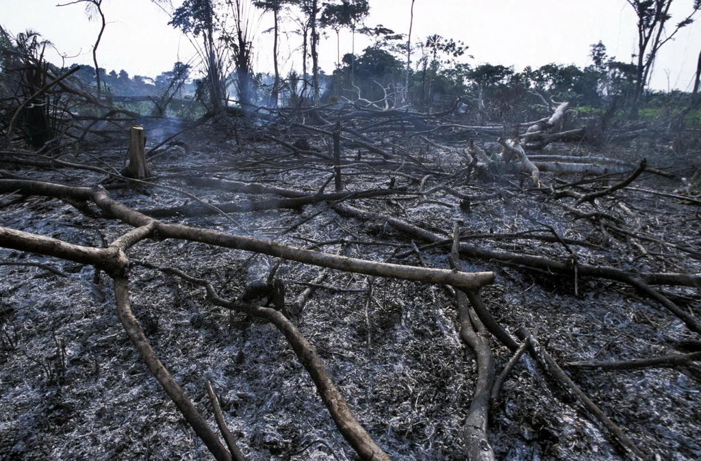 Wylesianie lasu tropikalnego w Kongo.