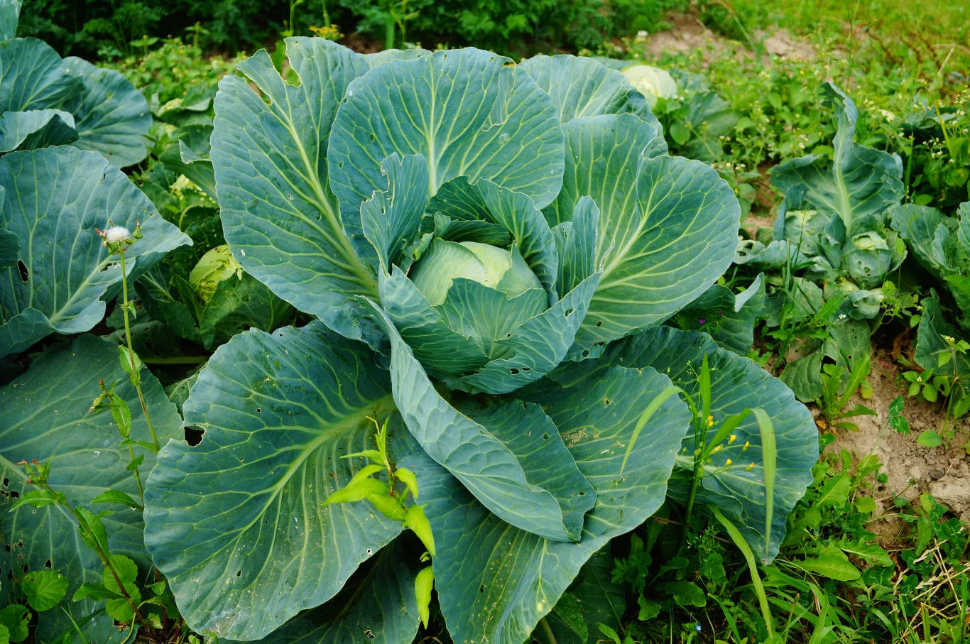 Okłady z kapusty to domowy sposób na stany zapalne, kolana i ból piersi. Wszystko to za sprawą cennych właściwości!