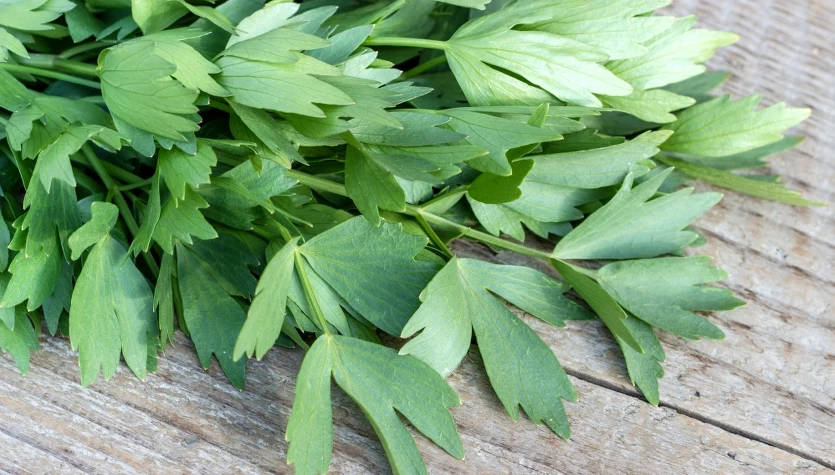 Lubczyk ogrodowy jest jednym z najpowszechniejszych ziół