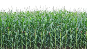 Ekonomiści Goldman Sachs podnieśli prognozy dla kontraktów terminowych typu forward na kukurydzę, soję i pszenicę