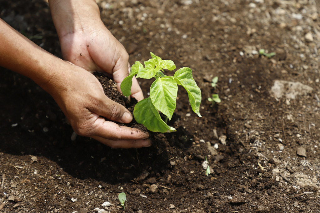 Osoba sądząca drzewo w ramach programu ponownego zalesiania Planting Life w Meksyku.