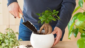 Fikus tępy, czyli drzewko bonsai idealne dla początkujących