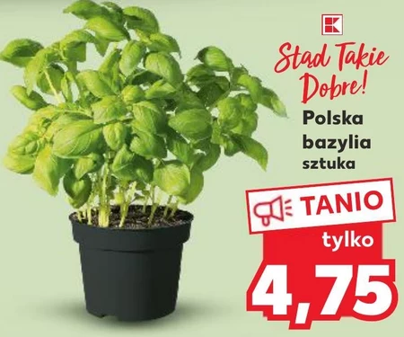 Bazylia w doniczce