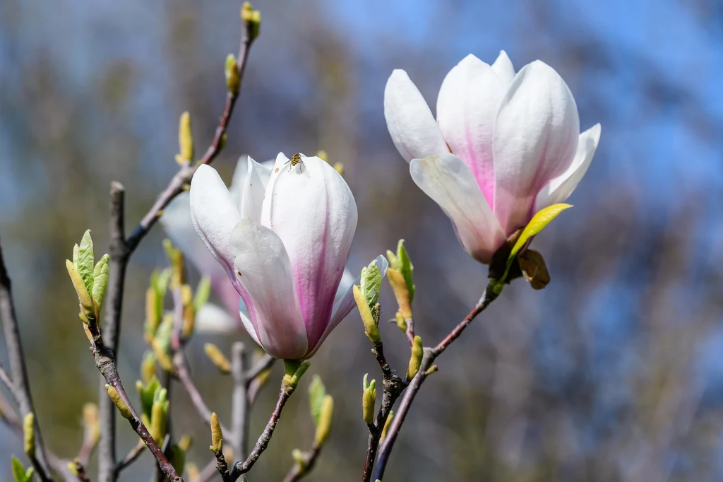 Jeśli dopiero zastanawiasz się nad zaproszeniem magnolii do ogrodu, weź pod uwagę, że potrzebuje zacisznego, osłoniętego przed wiatrem miejsca