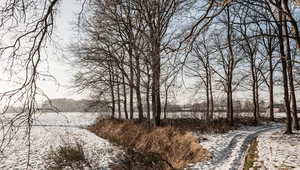 Lasy Państwowe pokazały zdjęcie niezwykłego zjawiska. "To lodowe włosy"