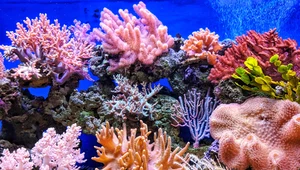 Wielka Rafa Koralowa umiera? UNESCO prowadzi badania