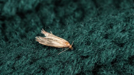 Mole spożywcze i odzieżowe możesz zwalczyć tym samym domowym sposobem. Zrób naturalny preparat, który je odstraszy