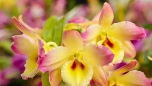 Storczyk Dendrobium: Jak pobudzić go do kwitnienia?