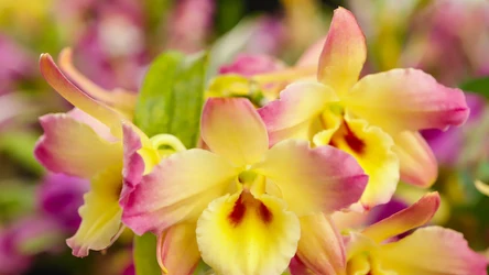 Dendrobium phalenposis to idealna roślina dla początkujących 