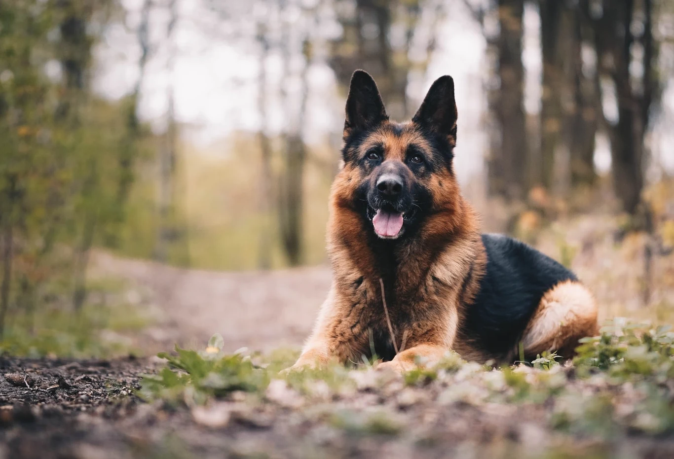 Rodzina z Ukrainy podczas ucieczki do Polski nie porzuciła swojej 12-letniej suczki (zdjęcie ilustracyjne) 