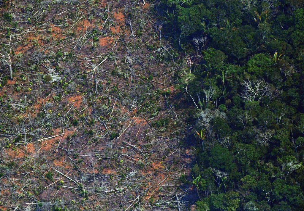 Wylesienie Brazylii pogłębia kryzys klimatyczny.