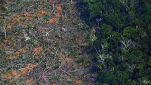 Wylesianie Amazonii ponownie rekordowe