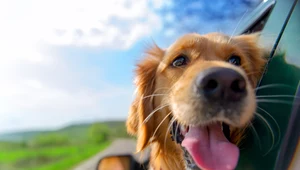 Paszport dla psa - sprawdź, jak podróżują zwierzęta 