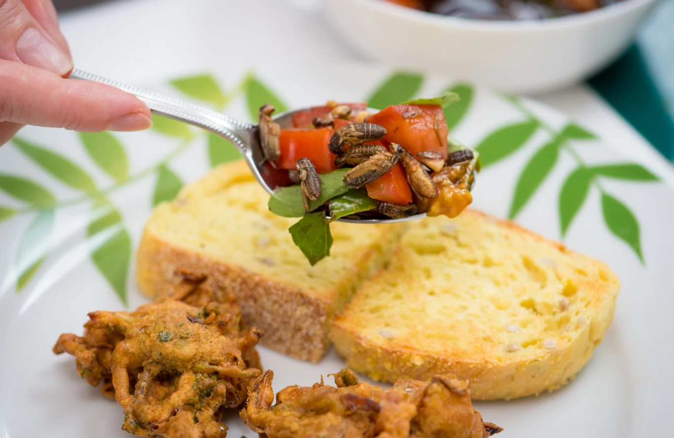 Naukowcy z Holandii postanowili zbadać owady pod kątem wykorzystania ich jako żywność i nawóz Naukowcy z Holandii postanowili zbadać owady pod kątem wykorzystania ich jako żywność i nawóz