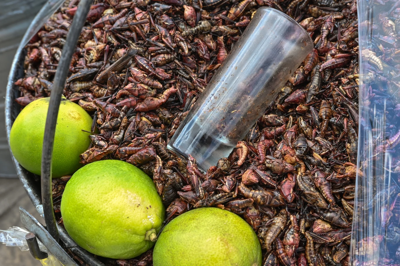 Owady to doskonały nawóz i przyszłość pożywienia dla ludzi - przekonują naukowcy Owady to doskonały nawóz i przyszłość pożywienia dla ludzi - przekonują naukowcy