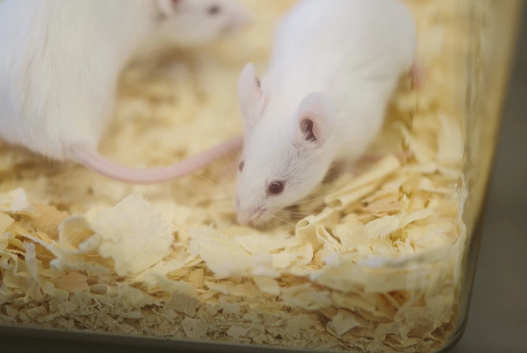 Naukowcy odmłodzili myszy. Nowe odkrycie pozwala odwrócić proces starzenia się komórek u tego gatunku