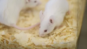 Naukowcy odwrócili proces starzenia u myszy