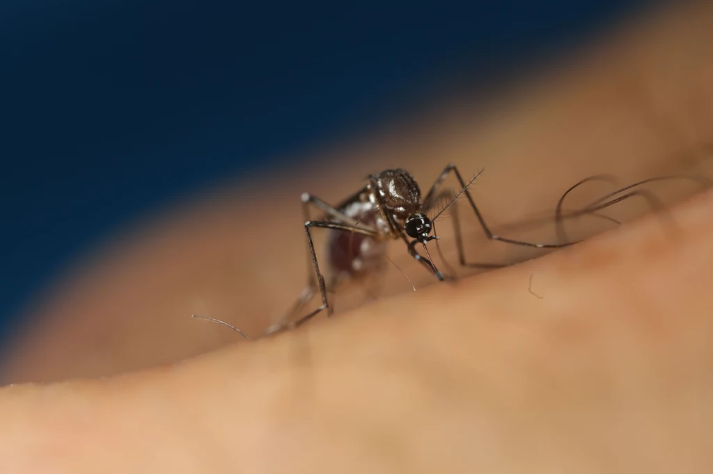 Komary potrafią być bardzo groźne, ponieważ przenoszą choroby i wirusy. W USA planowane jest wypuszczenie na wolność 2 mld zmodyfikowanych genetycznie osobników 