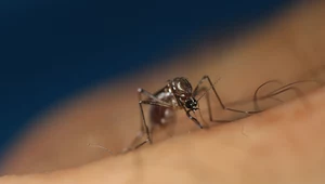 Genetycznie zmodyfikowane komary zostaną wypuszczone w USA