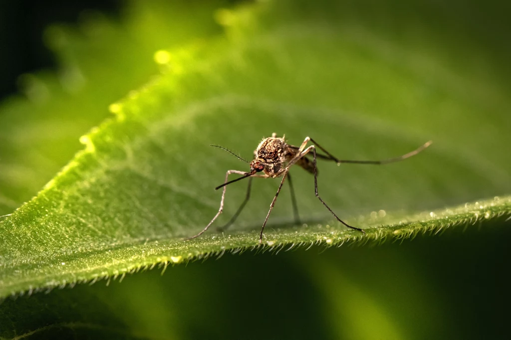 Problem komarów można rozwiązać systemowo dzięki inżynierii genetycznej