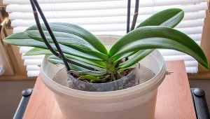 Rozmnażanie roślin domowych to świetny sposób, by mieć ich więcej. W czym ukorzenią się najszybciej?