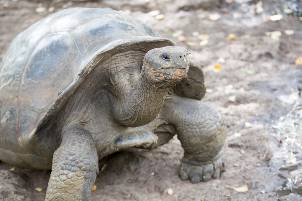 Po analizie DNA okazało się, że żółwie mieszkające na jednej z Wysp Galapagos należą do nieznanego wcześniej gatunku (zdjęcie ilustracyjne)