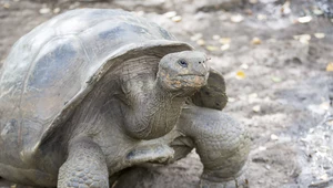 Nowy gatunek żółwia odkryto na Wyspach Galapagos