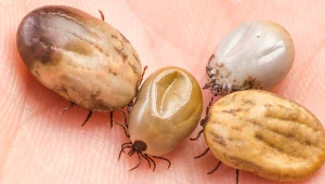 Sezon na kleszcze powoli się rozpoczyna. Warto już teraz zachować ostrożność