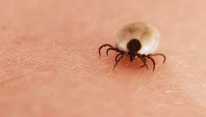 Babeszjoza nie jest tak znana jak borelioza. Ale to bardzo niebezpieczna choroba