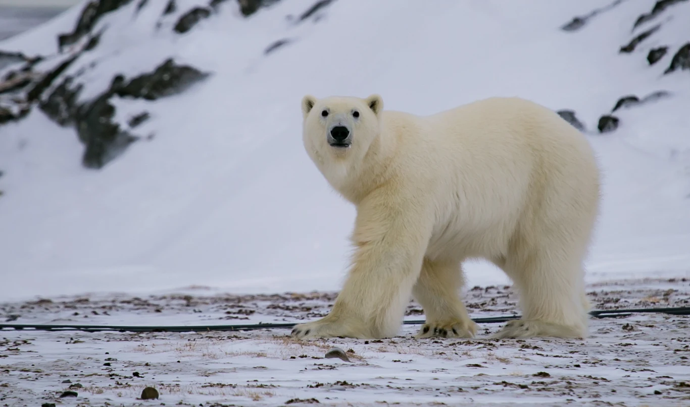 Niedźwiedź polarny waży blisko pół tony Niedźwiedź polarny waży blisko pół tony