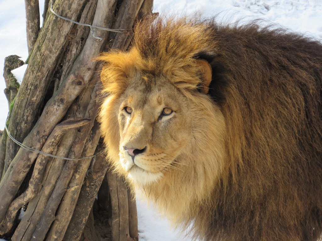 Zoo w Mikołajowie na południu Ukrainy przeżywa wyjątkowo ciężki okres. Aby pomóc zwierzętom można kupować przez internet wirtualne bilety wstępu