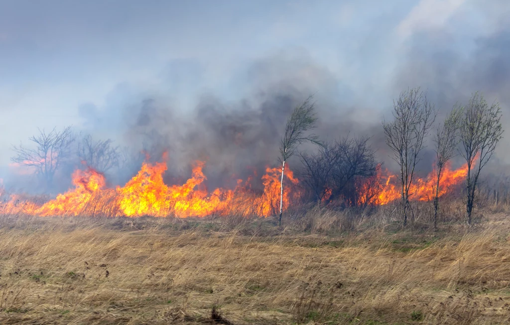 Wypalanie traw i nieużytków stanowi zagrożenie pożarowe skutkujące nie tylko stratami materialnymi, ale także ofiarami śmiertelnymi