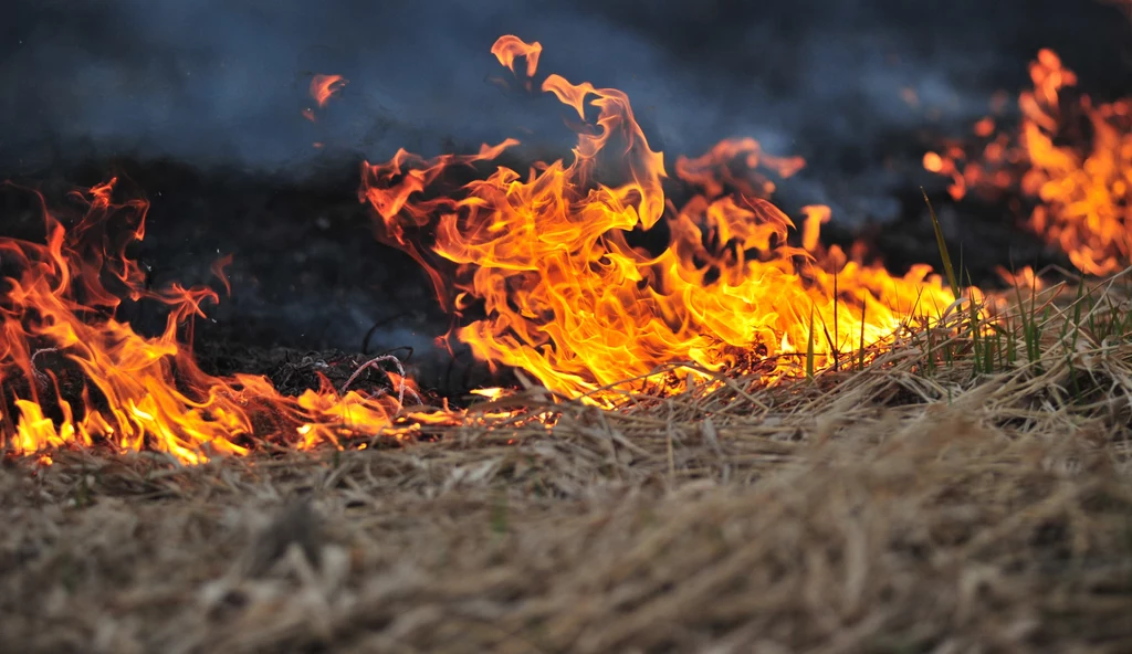 Wypalanie traw jest w Polsce prawnie zabronione. Za tego typu działania grożą nie tylko wysokie grzywny, ale także utrata dopłat oraz kara pozbawienia wolności