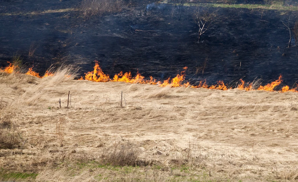 Wypalanie traw wiąże się z rujnowaniem siedlisk motyli, ptaków, ssaków i gadów