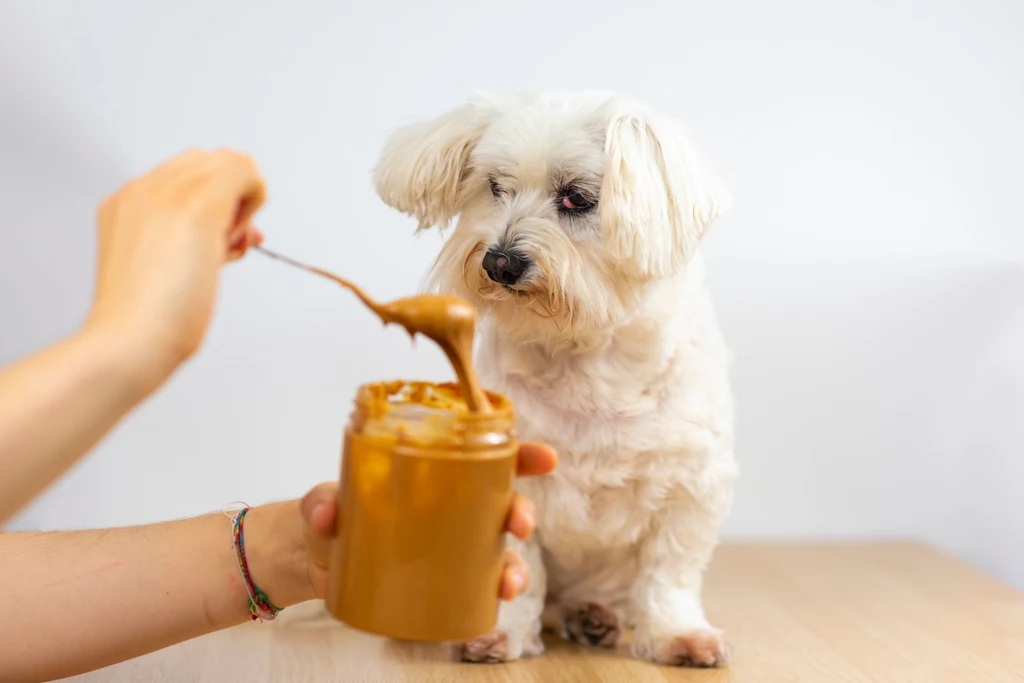 Czy pies może jeść masło orzechowe? Wszystko zależy od jego składu oraz kondycji czworonoga