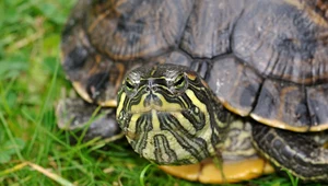 Żółw ninja z Ukrainy. Przetrwał rosyjskie bombardowanie